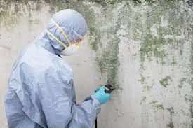 Mold Remediation for Vacation Homes